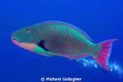 Parrotfish poo. It's always funny... by Michael Gallagher 
